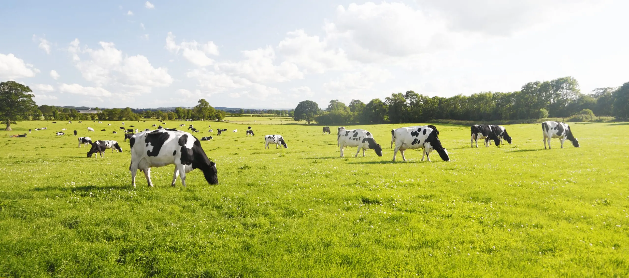 vaches pâturage