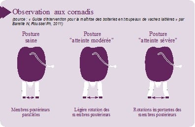 observation posture au cornadis