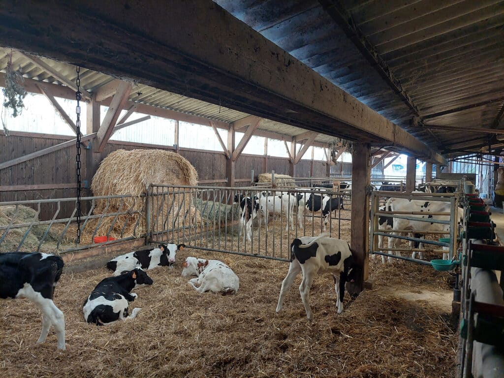 Harnais De Pesée Pour Veaux Et Petits Animaux - Sangle Réglable Nylon, Capacité 220 Lbs / 100 Kg, Pour Agneaux, Chèvres, Alpagas