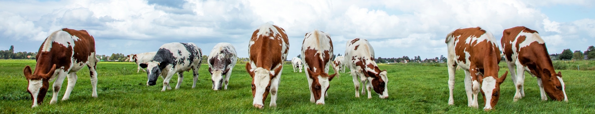 Le partenariat entre Neolait et Afimilk pour AfiCollar !