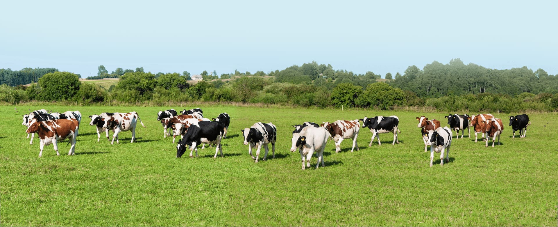 Bannière elevage mise en paturage vaches laitières vue 2