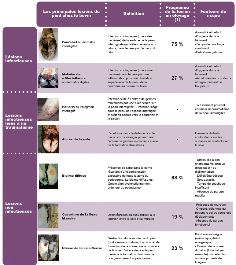 TABLEAU_Lesions_boiteries